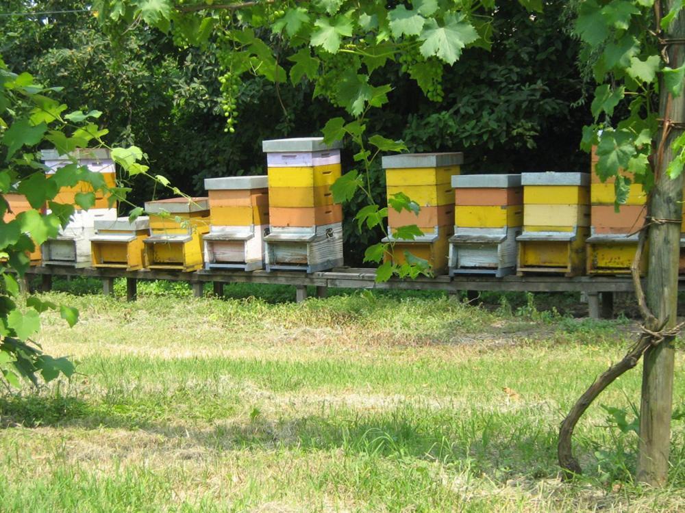 Agriturismo Dominio Di Bagnoli Bagnoli di Sopra Εξωτερικό φωτογραφία